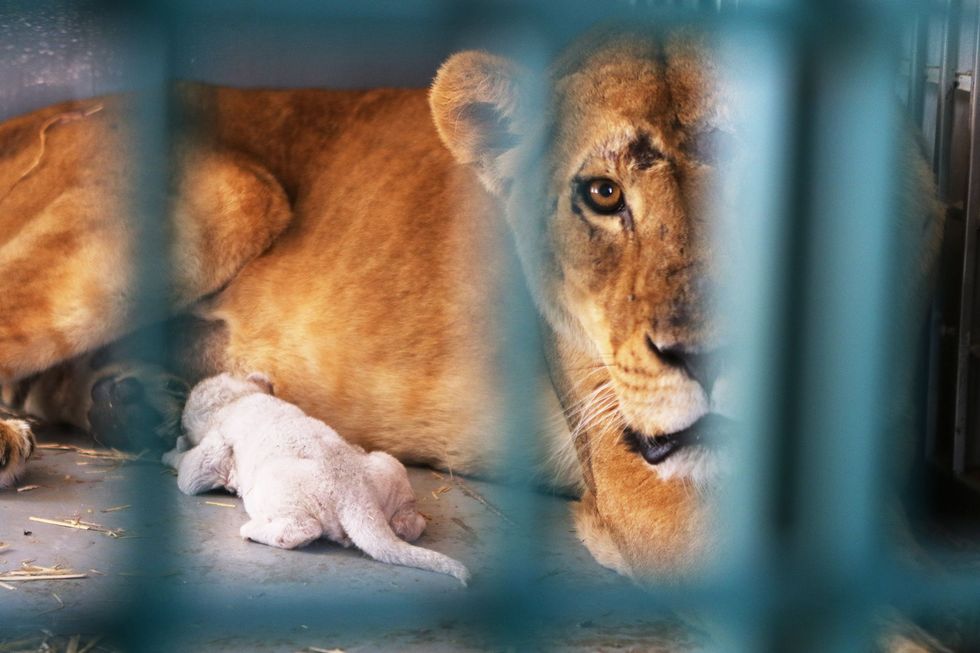Dana de leeuwin werd net op tijd gevacueerd In de nacht dat ze in het opvangcentrum Al Mawa in Jordani arriveerde baarde ze een welpje Enkele weken later overleed het jong waarschijnlijk als gevolg van de armzalige voeding die zijn moeder in Syri had gekregen