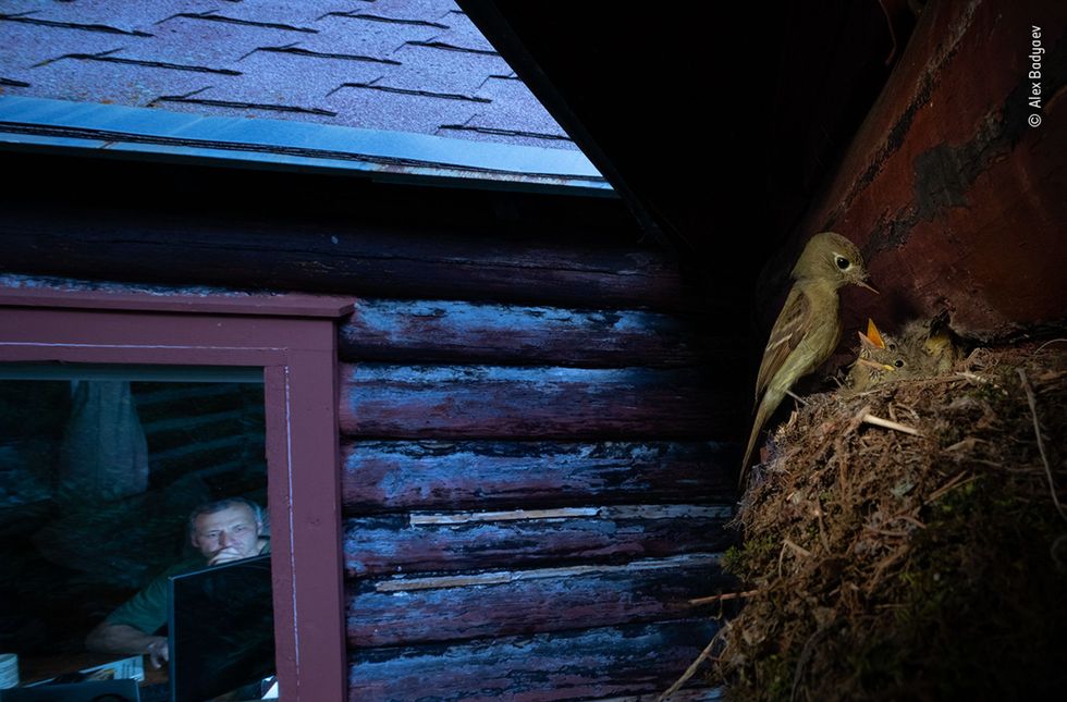 Met deze foto van een hooglandfeetiran won de RussischAmerikaanse fotograaf Alex Badyajev de hoofdprijs in de categorie gedrag dieren Badyajev maakte de foto vanuit zijn berghut in de oostelijke uitlopers van de Rocky Mountains in Montana en verstopte zijn camera op een spar achter een groot stuk boomschors
