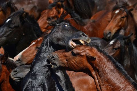 Paarden laten hun scherpe tanden zien in Sabucedo Spanje
