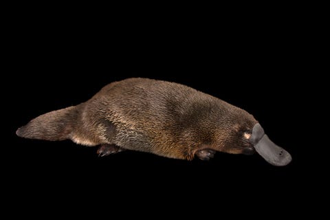 De bosbranden zullen waarschijnlijk verregaande consequenties hebben voor de rivieren van Australi waar onder andere het vogelbekdier Platypus zich thuis voelt Zijn leefgebied strekt zich uit over de volledige oostkust Omdat de branden bomen langs rivieren vernietigen leidt het verlies aan schaduw ertoe dat de temperatuur van het water stijgt Voor een vogelbekdier mag deze niet boven de 28 graden Celsius uitkomen Volgens deskundigen bestaat het gevaar dat het vogelbekdier lokaal kan uitsterven in regios die bijzonder zwaar getroffen zijn door de branden