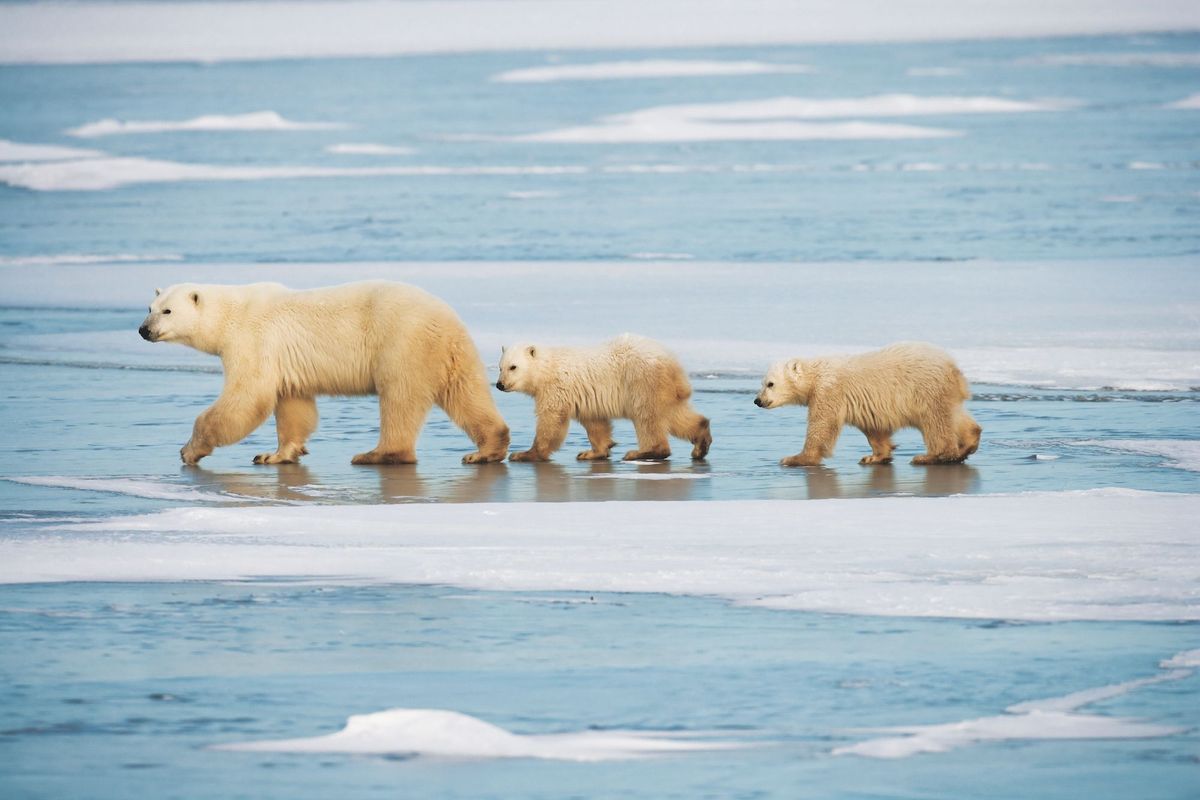 Een ijsbeer trekt met haar jongen over het ijs van de Hudsonbaai