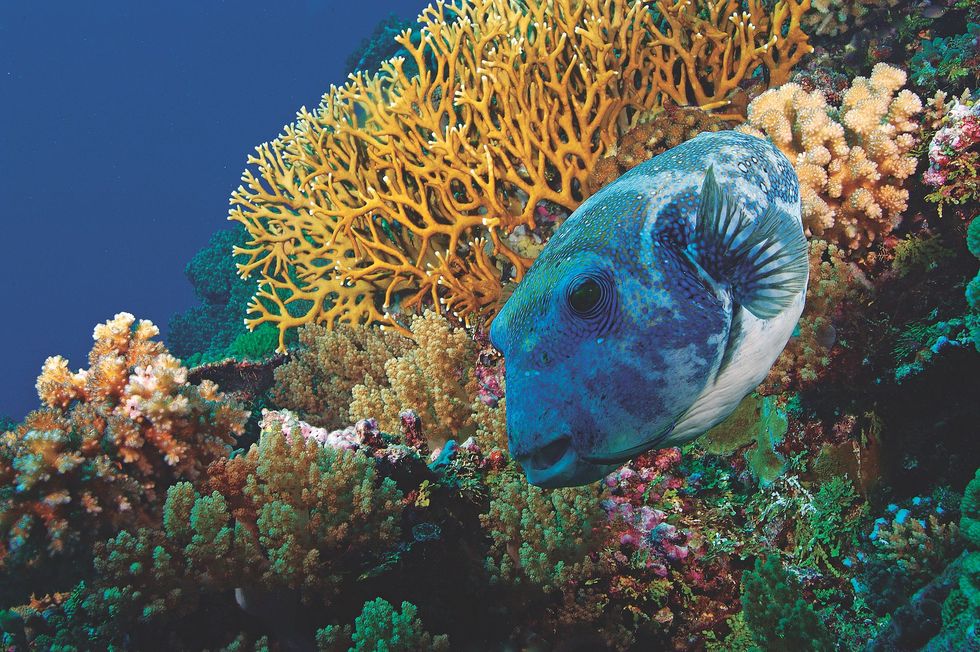 Een kogelvis zoekt bij het koraal van het Great Barrier Reef in Australi naar voedsel