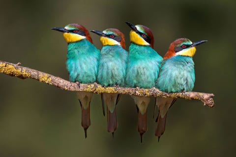 Beeeaters Lli dAmunt Catalonia Spain
