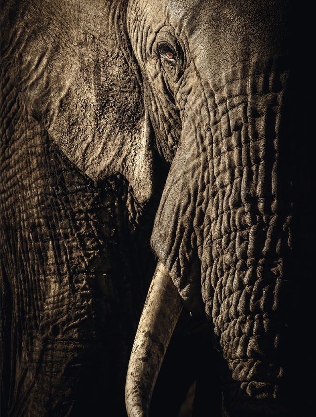 Elephant, Elephants and Mammoths, Indian elephant, African elephant, Skin, Wrinkle, Wildlife, Terrestrial animal, Eye, Black-and-white, 