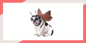 halloween costumes ideas for pets