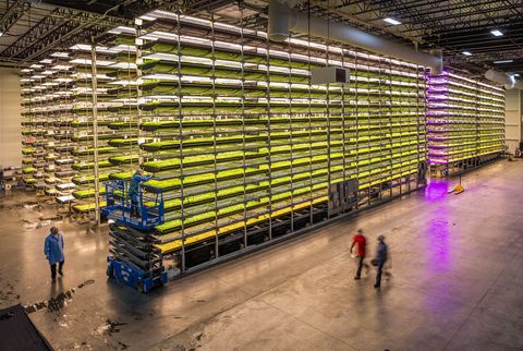 Op de AeroFarms in Newark New Jersey groeien gewassen uit zaden op matten die worden besproeid met een voedingsrijke oplossing Verticale aerocultuur is een veelbelovende technologie die kostbare grond water en ruimte bespaart