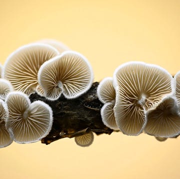 In beeld: zwammen op de Veluwe het wit oorzwammetje crepidotus variabilis groeit op bomen en wordt gekweekt voor gebruik in medicijnen