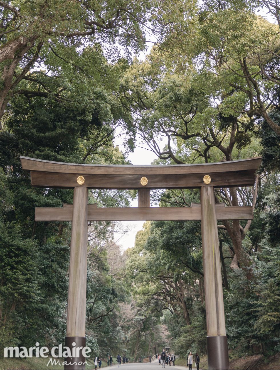 Torii, Tree, Botany, Architecture, Spring, Place of worship, Temple, Shinto shrine, Shrine, Plant, 