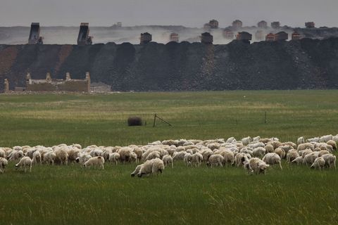 Op de voorgrond grazen schapen terwijl op de achtergrond zand en steen wordt afgegraven voor de uitbreiding van een mijn van steenkoolproducent Shenhua bij Baiyinhua in BinnenMongoli