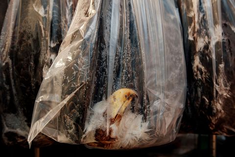Het karkas van een Amerikaanse zeearend wordt in een plastic zak bewaard in een vriezer in een opslagcentrum waar in 2016 zon 2700 dode vogels werden binnengebracht