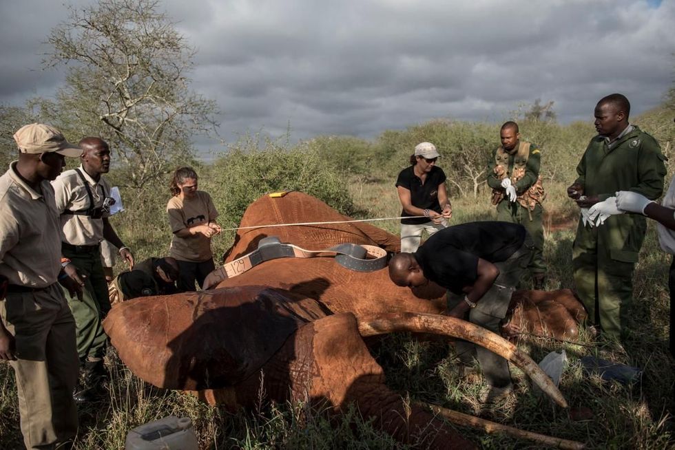 Het team maakt zich klaar om een halsband om te doen bij een 25jarige savanneolifant in het nationale park Tsavo West Terwijl de olifanten verdoofd zijn maakt het team ze nat met water om ze af te koelen en hun gezondheid in de gaten te houden