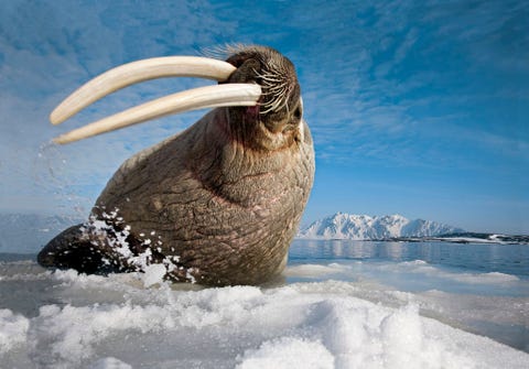 SPITSBERGEN NOORWEGEN  Een walrus op een ijsschots showt zijn in de zon blikkerende slagtanden De enorme gebogen hoektanden kunnen het zeezoogdier helpen om zich uit het ijzige water van de Bellsundfjord te hijsen