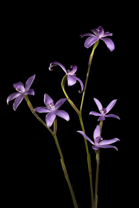De Pheladenia deformis die ook bekendstaat als de blue velvet orchid komt van oorsprong voor in WestAustrali