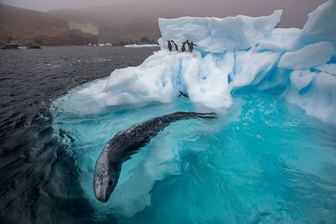 Een zeeluipaard is op jacht voor het Antarctisch Schiereiland Het dier zwemt rondjes terwijl boven hem op het ijs een groep jonge pinguns staat te wachten om van de schots in het water te springen