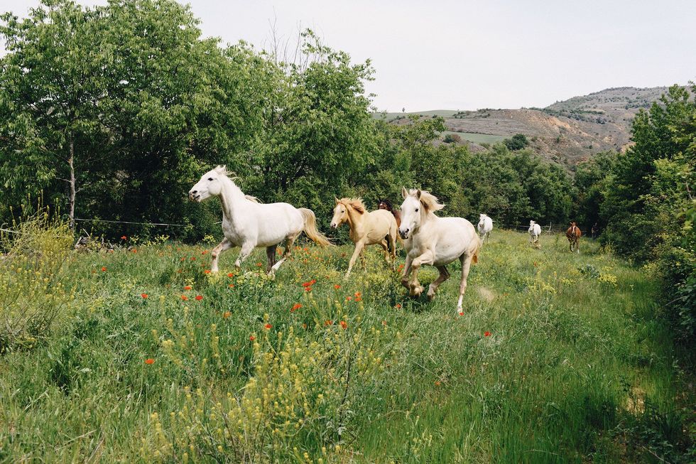 Door de economische crisis in Spanje hebben veel gezinnen in het afgelopen decennium hun paarden moeten opgeven
