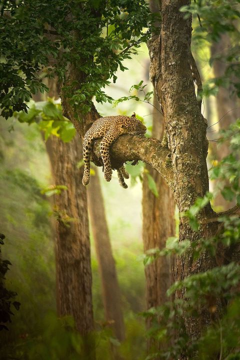 Een dommelend luipaard heeft zich over een boomtak gedrapeerd