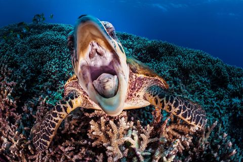 Een nieuwgierige zeeschildpad hapt naar de onderwaterbehuizing van de camera Op het Tubbataharif leven nestende karetschildpadden en soepschildpadden