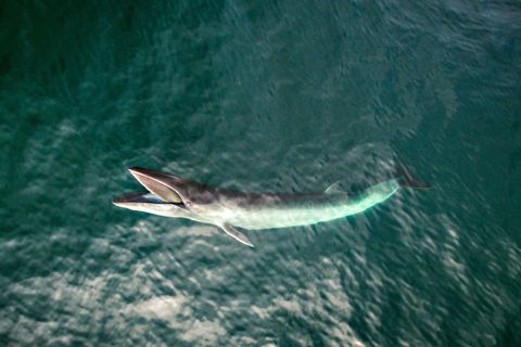 Dwergvinvissen voeden zich aan de oppervlakte bij Cashes Ledge een gebied met een grote diversiteit aan zeeleven binnen de Golf van Maine Op deze soort wordt nog steeds gejaagd in 2016 werden 333 dwergvinvissen door Japanse vissers gedood waaronder ruim 200 drachtige vrouwtjes
