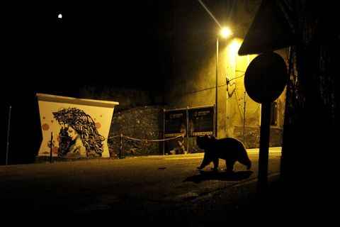 Marco Colombo won in de categorie Stadsnatuur met zijn foto van een ernstig bedreigde Marsicaanse bruine beer die door de straten van een dorpje in het Italiaanse Parco Nazionale dAbruzzo Lazio e Molise struint