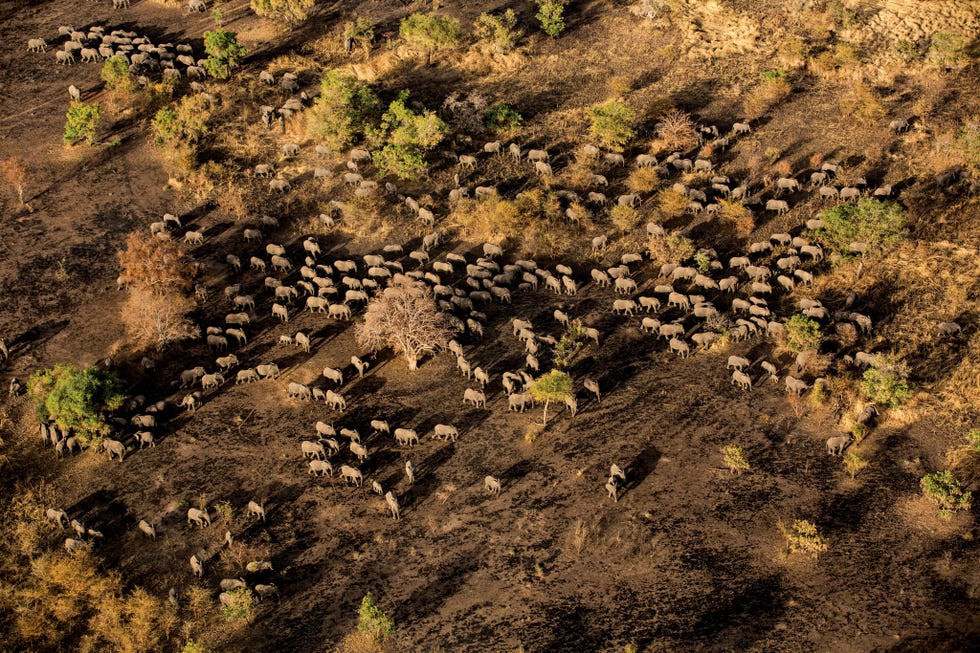 Honderden olifanten zijn onderweg naar een waterbron in Nationaal Park Zakouma in Tsjaad
