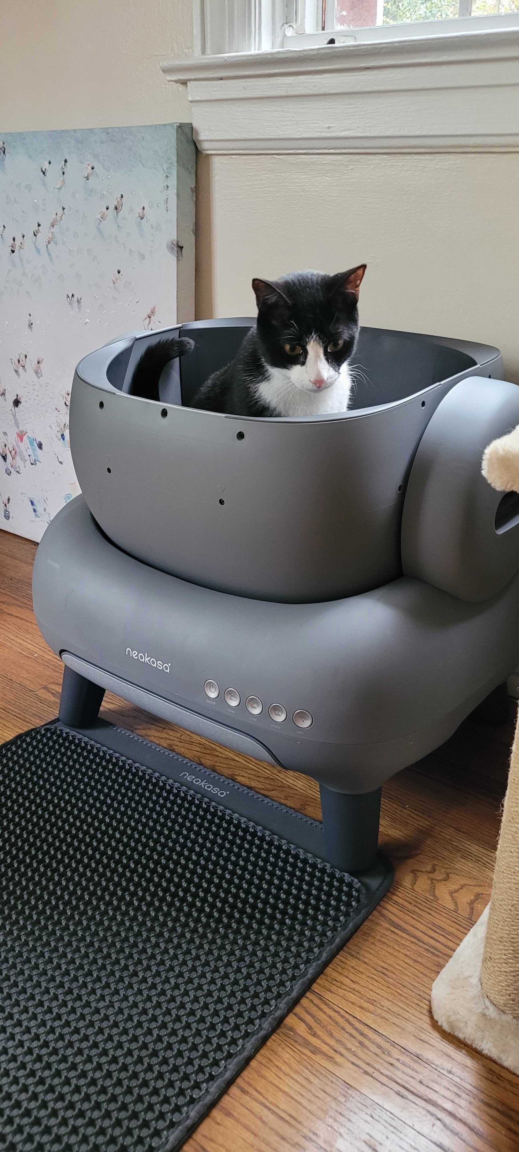 7 Best Automatic Litter Boxes Tested By Real Cats and Reviewed