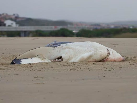 een witte haai op het strand bij mosselbaai