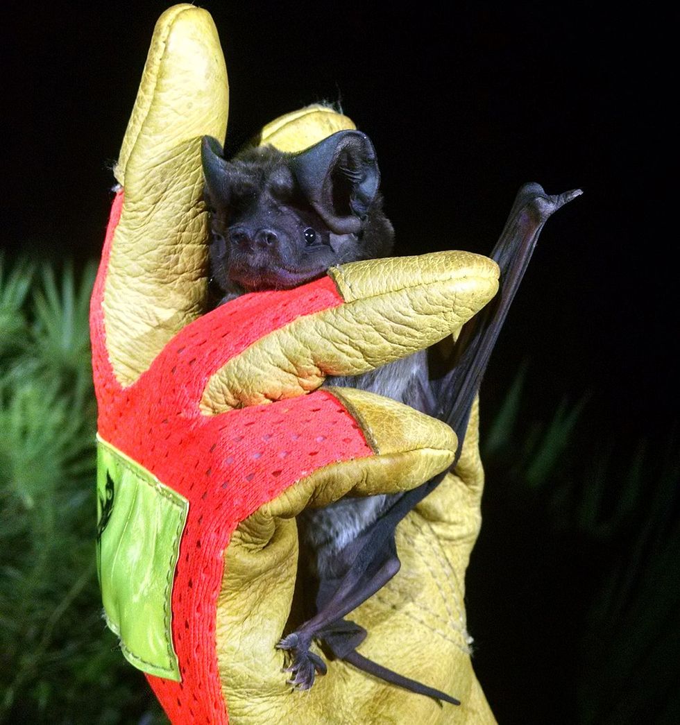 florida bonneted bat