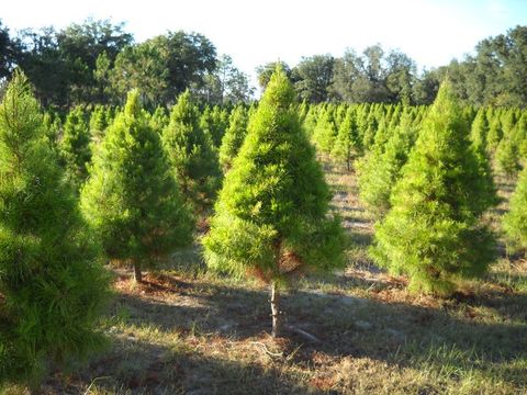 gibbs christmas tree farm