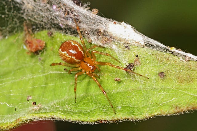 The Ten Creepiest Spiders of North America - Cool Green Science