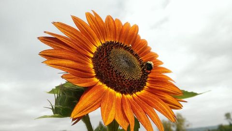 orange sunflower with bumblebee on it