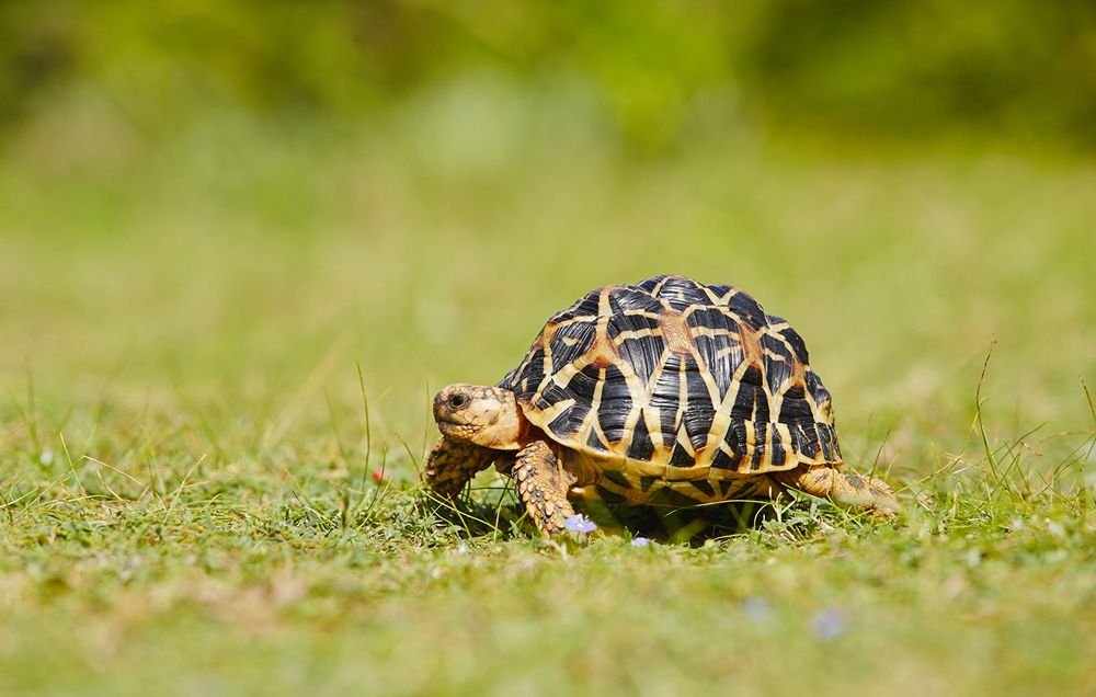Turtle walking in the grass