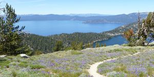 best running trail Tahoe Rim Trail