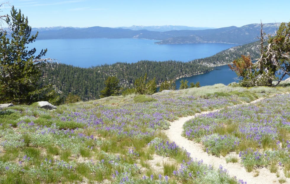 best running trail Tahoe Rim Trail