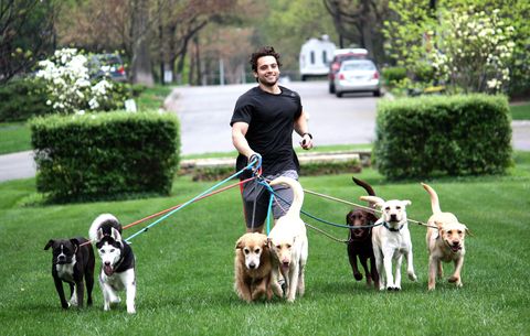 Drew Stearns runs with dogs 