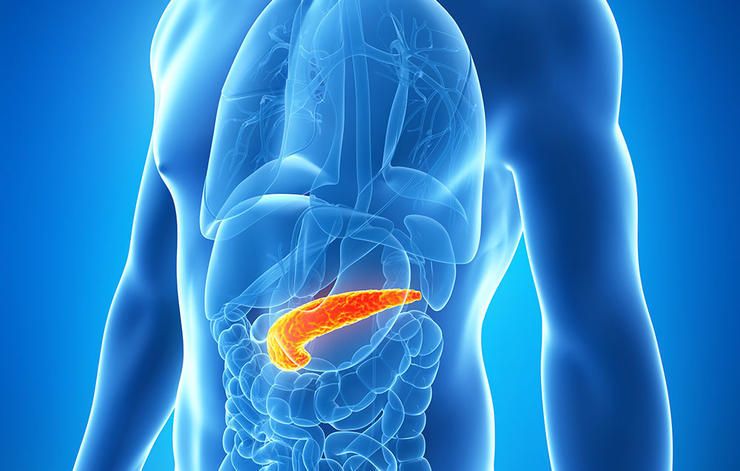 pancreas