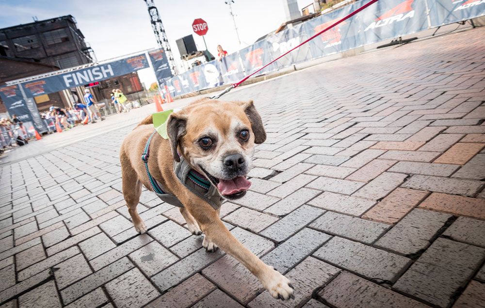 2017 Runner's World Half & Festival