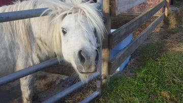 Motley the Pony 