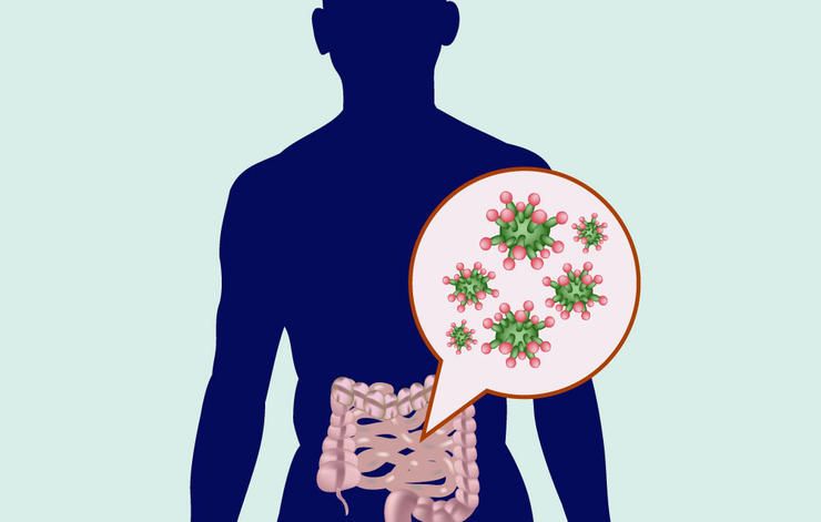 gut bacteria