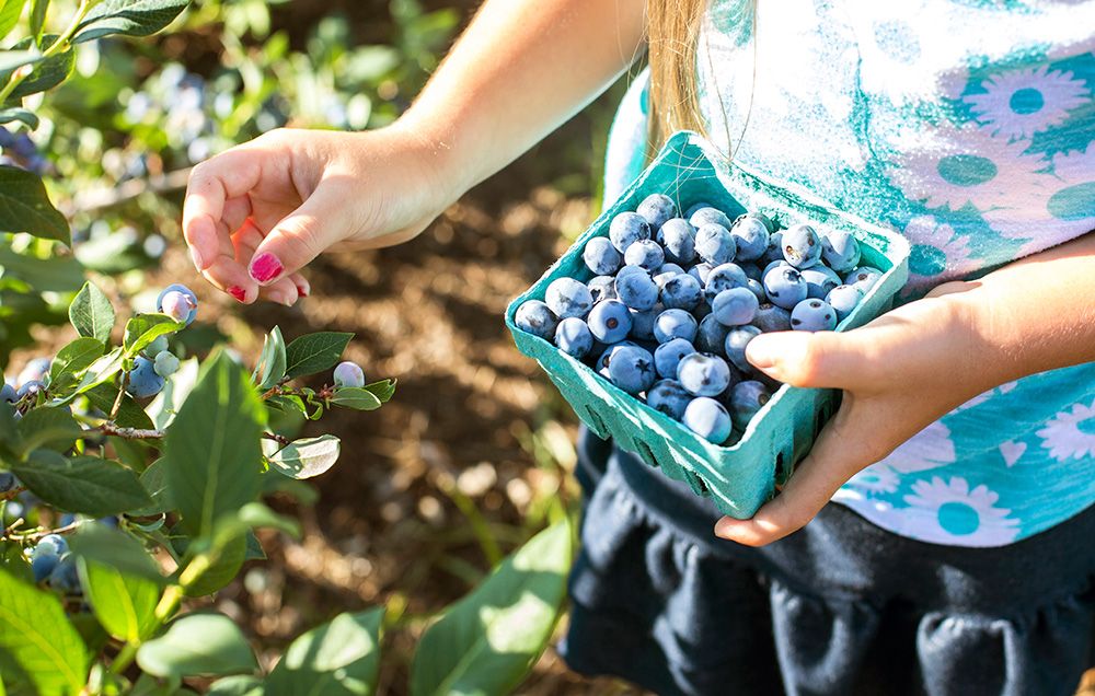 blueberries 