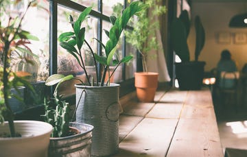indoor plants
