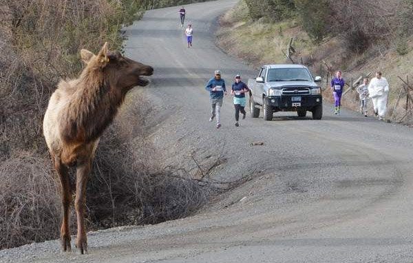 An elk enters a 5K