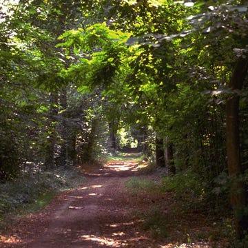 Woods Woods