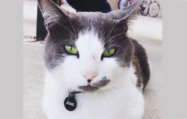 Catsby
