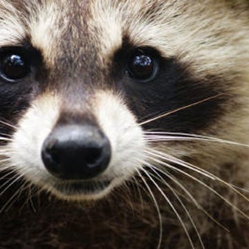 raccoon rabid raccoon rabid