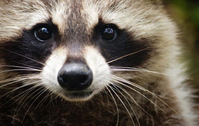 raccoon rabid