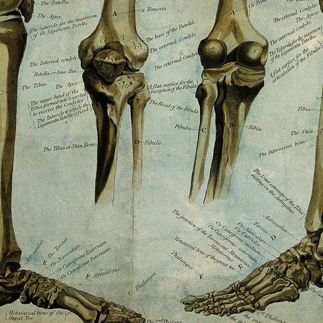 Drawing of lower leg bones