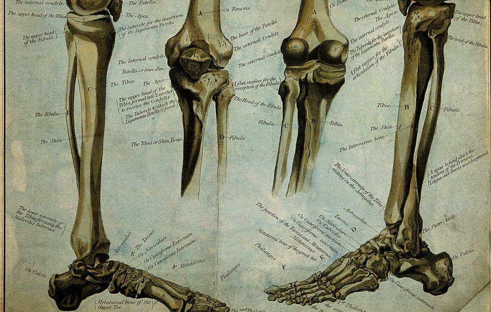 Drawing of lower leg bones