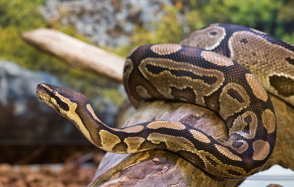 In Australia, a Massive Snake Discovers a Running Shoe | Runner's World