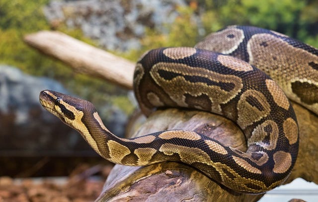 Python