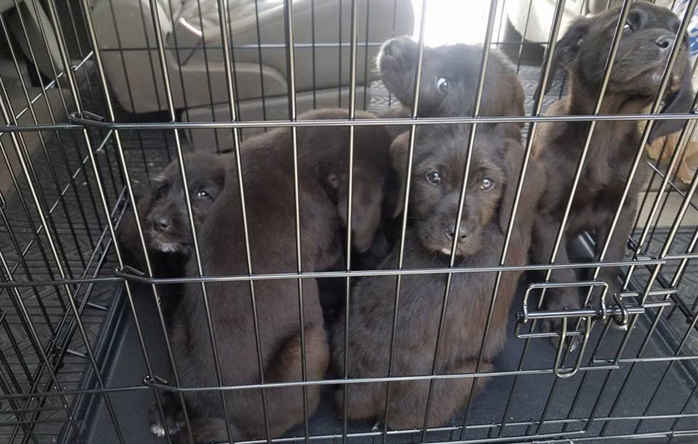barkley marathons puppies at shelter 